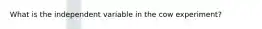 What is the independent variable in the cow experiment?