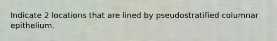 Indicate 2 locations that are lined by pseudostratified columnar epithelium.