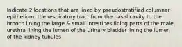 Indicate 2 locations that are lined by pseudostratified columnar epithelium. the respiratory tract from the nasal cavity to the brooch lining the large & small intestines lining parts of the male urethra lining the lumen of the urinary bladder lining the lumen of the kidney tubules