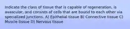 Indicate the class of tissue that is capable of regeneration, is avascular, and consists of cells that are bound to each other via specialized junctions. A) Epithelial tissue B) Connective tissue C) Muscle tissue D) Nervous tissue