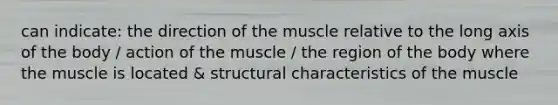 can indicate: the direction of the muscle relative to the long axis of the body / action of the muscle / the region of the body where the muscle is located & structural characteristics of the muscle