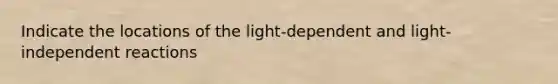 Indicate the locations of the light-dependent and light-independent reactions