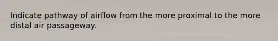 Indicate pathway of airflow from the more proximal to the more distal air passageway.