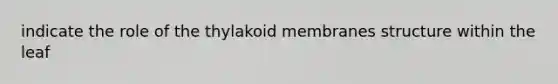 indicate the role of the thylakoid membranes structure within the leaf