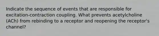 Indicate the sequence of events that are responsible for excitation-contraction coupling. What prevents acetylcholine (ACh) from rebinding to a receptor and reopening the receptor's channel?