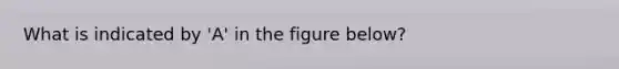 What is indicated by 'A' in the figure below?