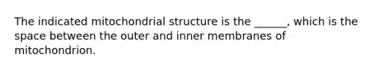 The indicated mitochondrial structure is the ______, which is <a href='https://www.questionai.com/knowledge/k0Lyloclid-the-space' class='anchor-knowledge'>the space</a> between the outer and inner membranes of mitochondrion.