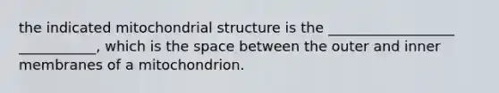 the indicated mitochondrial structure is the __________________ ___________, which is <a href='https://www.questionai.com/knowledge/k0Lyloclid-the-space' class='anchor-knowledge'>the space</a> between the outer and inner membranes of a mitochondrion.