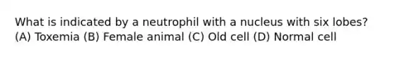 What is indicated by a neutrophil with a nucleus with six lobes? (A) Toxemia (B) Female animal (C) Old cell (D) Normal cell