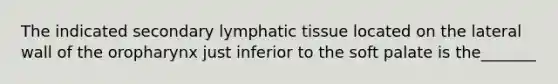 The indicated secondary lymphatic tissue located on the lateral wall of the oropharynx just inferior to the soft palate is the_______