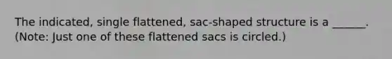 The indicated, single flattened, sac-shaped structure is a ______. (Note: Just one of these flattened sacs is circled.)