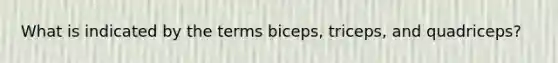 What is indicated by the terms biceps, triceps, and quadriceps?