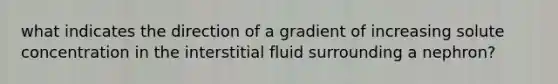 what indicates the direction of a gradient of increasing solute concentration in the interstitial fluid surrounding a nephron?