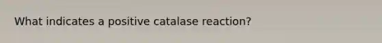 What indicates a positive catalase reaction?