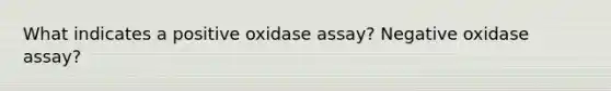 What indicates a positive oxidase assay? Negative oxidase assay?