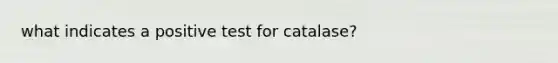 what indicates a positive test for catalase?