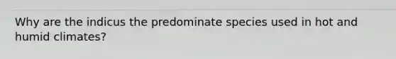 Why are the indicus the predominate species used in hot and humid climates?