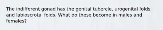 The indifferent gonad has the genital tubercle, urogenital folds, and labioscrotal folds. What do these become in males and females?