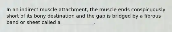 In an indirect muscle attachment, the muscle ends conspicuously short of its bony destination and the gap is bridged by a fibrous band or sheet called a _____________.