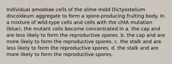 Individual amoebae cells of the slime mold Dictyostelium discoideum aggregate to form a spore-producing fruiting body. In a mixture of wild-type cells and cells with the chtA mutation (blue), the mutant cells become concentrated in a. the cap and are less likely to form the reproductive spores. b. the cap and are more likely to form the reproductive spores. c. the stalk and are less likely to form the reproductive spores. d. the stalk and are more likely to form the reproductive spores.