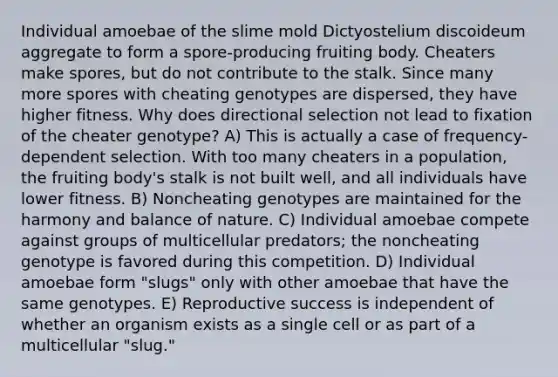 Individual amoebae of the slime mold Dictyostelium discoideum aggregate to form a spore-producing fruiting body. Cheaters make spores, but do not contribute to the stalk. Since many more spores with cheating genotypes are dispersed, they have higher fitness. Why does directional selection not lead to fixation of the cheater genotype? A) This is actually a case of frequency-dependent selection. With too many cheaters in a population, the fruiting body's stalk is not built well, and all individuals have lower fitness. B) Noncheating genotypes are maintained for the harmony and balance of nature. C) Individual amoebae compete against groups of multicellular predators; the noncheating genotype is favored during this competition. D) Individual amoebae form "slugs" only with other amoebae that have the same genotypes. E) Reproductive success is independent of whether an organism exists as a single cell or as part of a multicellular "slug."