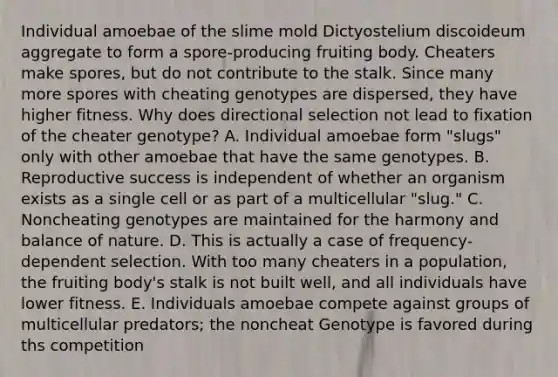 Individual amoebae of the slime mold Dictyostelium discoideum aggregate to form a spore-producing fruiting body. Cheaters make spores, but do not contribute to the stalk. Since many more spores with cheating genotypes are dispersed, they have higher fitness. Why does directional selection not lead to fixation of the cheater genotype? A. Individual amoebae form "slugs" only with other amoebae that have the same genotypes. B. Reproductive success is independent of whether an organism exists as a single cell or as part of a multicellular "slug." C. Noncheating genotypes are maintained for the harmony and balance of nature. D. This is actually a case of frequency-dependent selection. With too many cheaters in a population, the fruiting body's stalk is not built well, and all individuals have lower fitness. E. Individuals amoebae compete against groups of multicellular predators; the noncheat Genotype is favored during ths competition