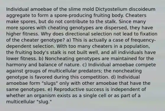 Individual amoebae of the slime mold Dictyostelium discoideum aggregate to form a spore-producing fruiting body. Cheaters make spores, but do not contribute to the stalk. Since many more spores with cheating genotypes are dispersed, they have higher fitness. Why does directional selection not lead to fixation of the cheater genotype? a) This is actually a case of frequency-dependent selection. With too many cheaters in a population, the fruiting body's stalk is not built well, and all individuals have lower fitness. b) Noncheating genotypes are maintained for the harmony and balance of nature. c) Individual amoebae compete against groups of multicellular predators; the noncheating genotype is favored during this competition. d) Individual amoebae form "slugs" only with other amoebae that have the same genotypes. e) Reproductive success is independent of whether an organism exists as a single cell or as part of a multicellular "slug."