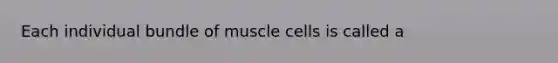 Each individual bundle of muscle cells is called a