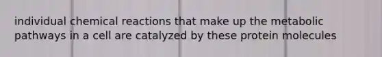 individual chemical reactions that make up the metabolic pathways in a cell are catalyzed by these protein molecules