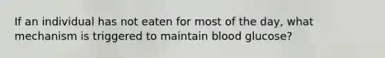 If an individual has not eaten for most of the day, what mechanism is triggered to maintain blood glucose?