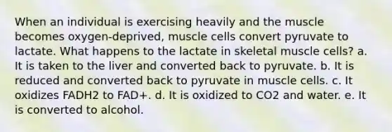 When an individual is exercising heavily and the muscle becomes oxygen-deprived, muscle cells convert pyruvate to lactate. What happens to the lactate in skeletal muscle cells? a. It is taken to the liver and converted back to pyruvate. b. It is reduced and converted back to pyruvate in muscle cells. c. It oxidizes FADH2 to FAD+. d. It is oxidized to CO2 and water. e. It is converted to alcohol.