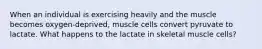 When an individual is exercising heavily and the muscle becomes oxygen-deprived, muscle cells convert pyruvate to lactate. What happens to the lactate in skeletal muscle cells?