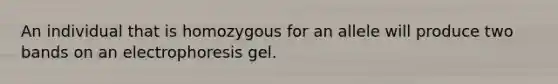 An individual that is homozygous for an allele will produce two bands on an electrophoresis gel.