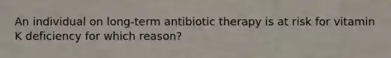 An individual on long-term antibiotic therapy is at risk for vitamin K deficiency for which reason?