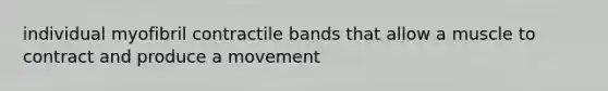 individual myofibril contractile bands that allow a muscle to contract and produce a movement