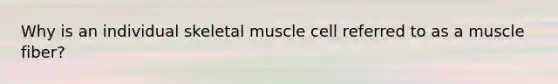 Why is an individual skeletal muscle cell referred to as a muscle fiber?