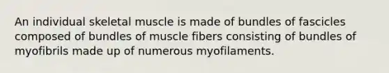 An individual skeletal muscle is made of bundles of fascicles composed of bundles of muscle fibers consisting of bundles of myofibrils made up of numerous myofilaments.