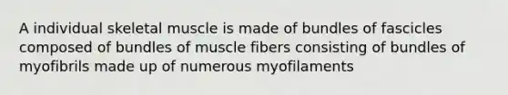 A individual skeletal muscle is made of bundles of fascicles composed of bundles of muscle fibers consisting of bundles of myofibrils made up of numerous myofilaments