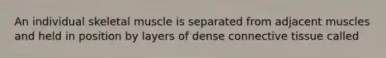 An individual skeletal muscle is separated from adjacent muscles and held in position by layers of dense connective tissue called