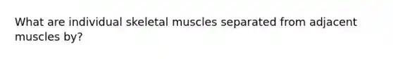 What are individual skeletal muscles separated from adjacent muscles by?