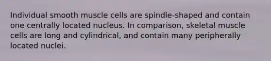 Individual smooth muscle cells are spindle-shaped and contain one centrally located nucleus. In comparison, skeletal muscle cells are long and cylindrical, and contain many peripherally located nuclei.