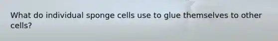 What do individual sponge cells use to glue themselves to other cells?