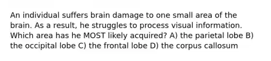 An individual suffers brain damage to one small area of the brain. As a result, he struggles to process visual information. Which area has he MOST likely acquired? A) the parietal lobe B) the occipital lobe C) the frontal lobe D) the corpus callosum