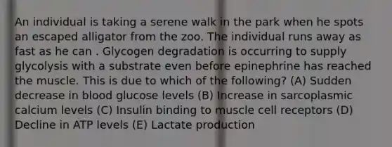 An individual is taking a serene walk in the park when he spots an escaped alligator from the zoo. The individual runs away as fast as he can . Glycogen degradation is occurring to supply glycolysis with a substrate even before epinephrine has reached the muscle. This is due to which of the following? (A) Sudden decrease in blood glucose levels (B) Increase in sarcoplasmic calcium levels (C) Insulin binding to muscle cell receptors (D) Decline in ATP levels (E) Lactate production