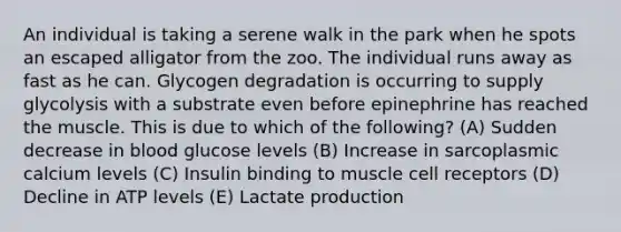 An individual is taking a serene walk in the park when he spots an escaped alligator from the zoo. The individual runs away as fast as he can. Glycogen degradation is occurring to supply glycolysis with a substrate even before epinephrine has reached the muscle. This is due to which of the following? (A) Sudden decrease in blood glucose levels (B) Increase in sarcoplasmic calcium levels (C) Insulin binding to muscle cell receptors (D) Decline in ATP levels (E) Lactate production