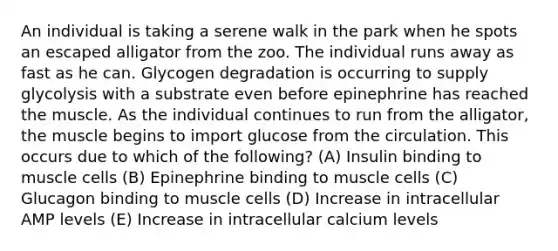 An individual is taking a serene walk in the park when he spots an escaped alligator from the zoo. The individual runs away as fast as he can. Glycogen degradation is occurring to supply glycolysis with a substrate even before epinephrine has reached the muscle. As the individual continues to run from the alligator, the muscle begins to import glucose from the circulation. This occurs due to which of the following? (A) Insulin binding to muscle cells (B) Epinephrine binding to muscle cells (C) Glucagon binding to muscle cells (D) Increase in intracellular AMP levels (E) Increase in intracellular calcium levels