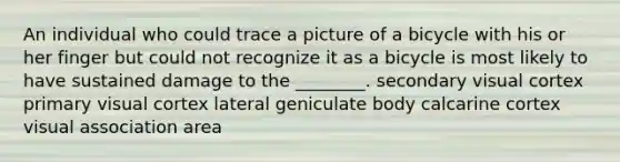 An individual who could trace a picture of a bicycle with his or her finger but could not recognize it as a bicycle is most likely to have sustained damage to the ________. secondary visual cortex primary visual cortex lateral geniculate body calcarine cortex visual association area