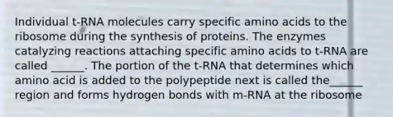 Individual t-RNA molecules carry specific amino acids to the ribosome during the synthesis of proteins. The enzymes catalyzing reactions attaching specific amino acids to t-RNA are called ______. The portion of the t-RNA that determines which amino acid is added to the polypeptide next is called the______ region and forms hydrogen bonds with m-RNA at the ribosome