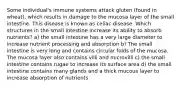 Some individual's immune systems attack gluten (found in wheat), which results in damage to the mucosa layer of the small intestine. This disease is known as celiac disease. Which structures in the small intestine increase its ability to absorb nutrients? a) the small intestine has a very large diameter to increase nutrient processing and absorption b) The small intestine is very long and contains circular folds of the mucosa. The mucosa layer also contains villi and microvilli c) the small intestine contains rugae to increase its surface area d) the small intestine contains many glands and a thick mucous layer to increase absorption of nutrients