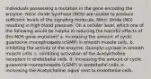 Individuals possessing a mutation in the gene encoding the enzyme, Nitric Oxide Synthase (NOS) are unable to produce sufficient levels of the signaling molecule, Nitric Oxide (NO) resulting in high blood pressure. On a cellular level, which one of the following would be helpful in reducing the harmful effects of this NOS gene mutation? a. increasing the amount of cyclic guanosine monophospate (cGMP) in smooth muscle cells. b. inhibiting the activity of the enzyme, Guanylyl cyclase in smooth muscle cells. c. inhibiting activation of the Acetylcholine receptors in endothelial cells. d. increasing the amount of cyclic guanosine monophospate (cGMP) in endothelial cells. e. increasing the Acetylcholine signal sent to endothelial cells.